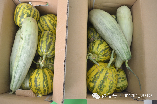 徐钰博爸爸为瑞曼送来甜瓜